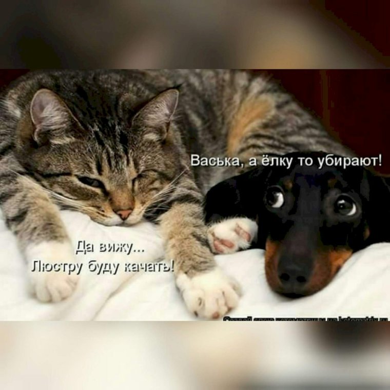 Спокойной ночи, кошки,собаки