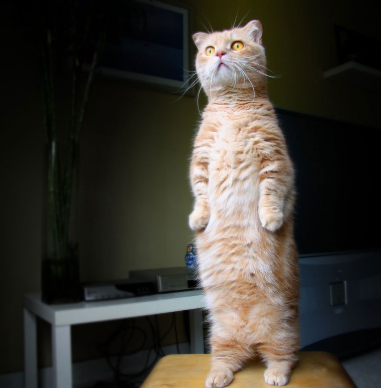 Веселые картинки