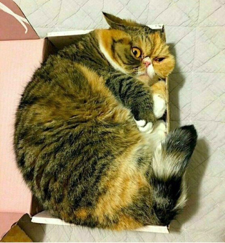 Кот нормально