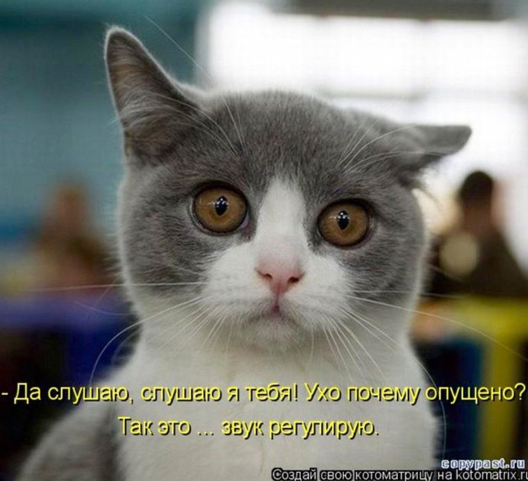 Смешные коты со словами