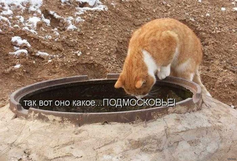 Юмор в картинках и фотографиях с надписями