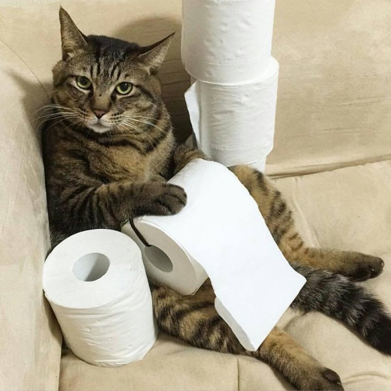 Котоматрица картинки прикольные