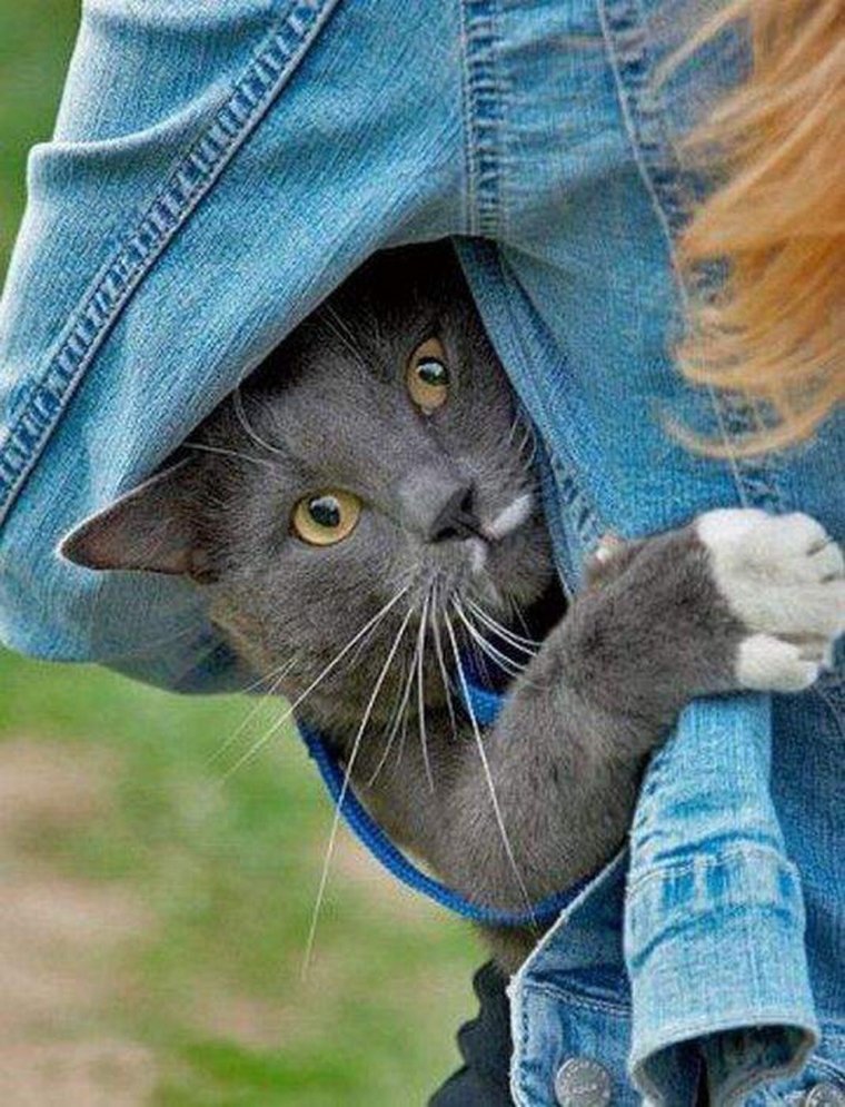 Котики с надписями