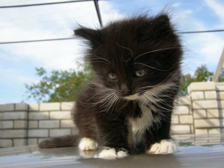 Котомания смешная