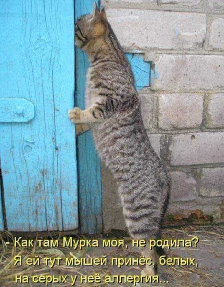 Коты приколы с надписями