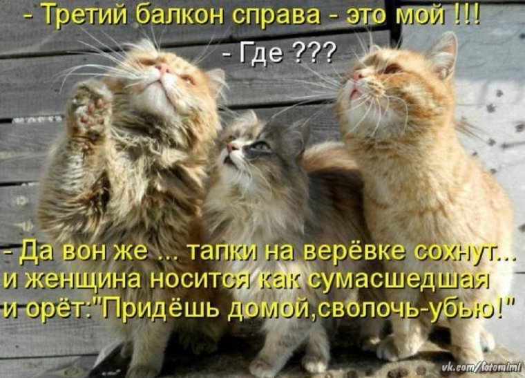 Шутки про котов