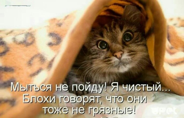 Кот нервничает