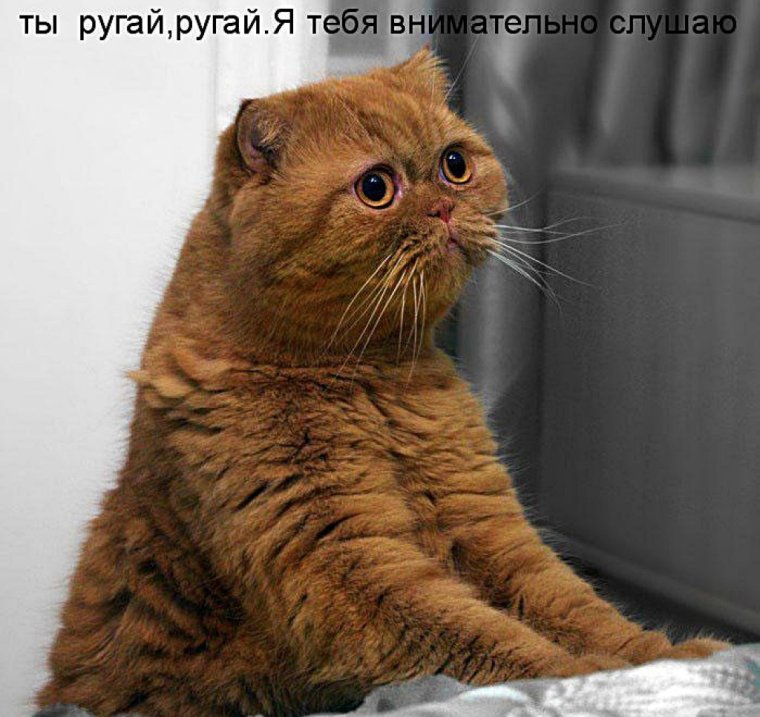 Кошки с надписями