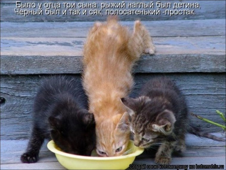 Смешные картинки животных с подписями