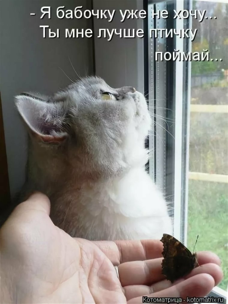 Смешные животные с подписями