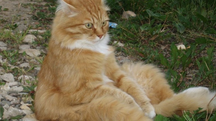 Смешные картинки