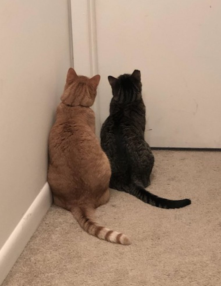 Смешные умные кошки с надписями