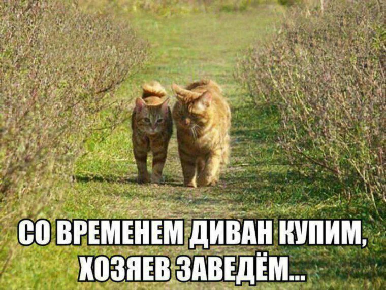 Веселые картинки с комментариями