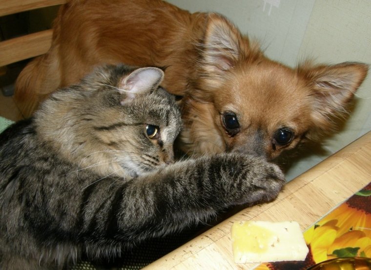 Кошки и собаки приколы