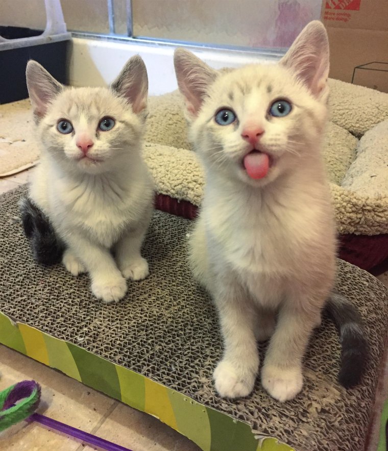 Котенок тьмок