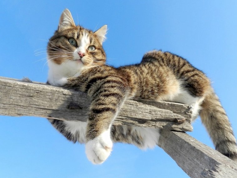 Коты с надписями