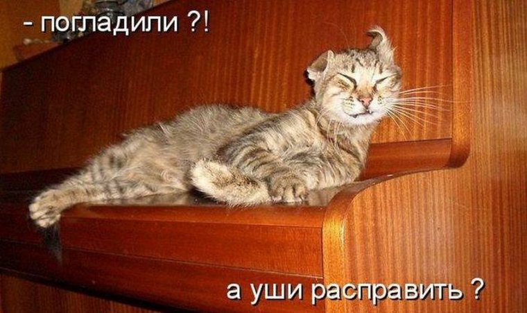 Котики смешные с надписями до слез