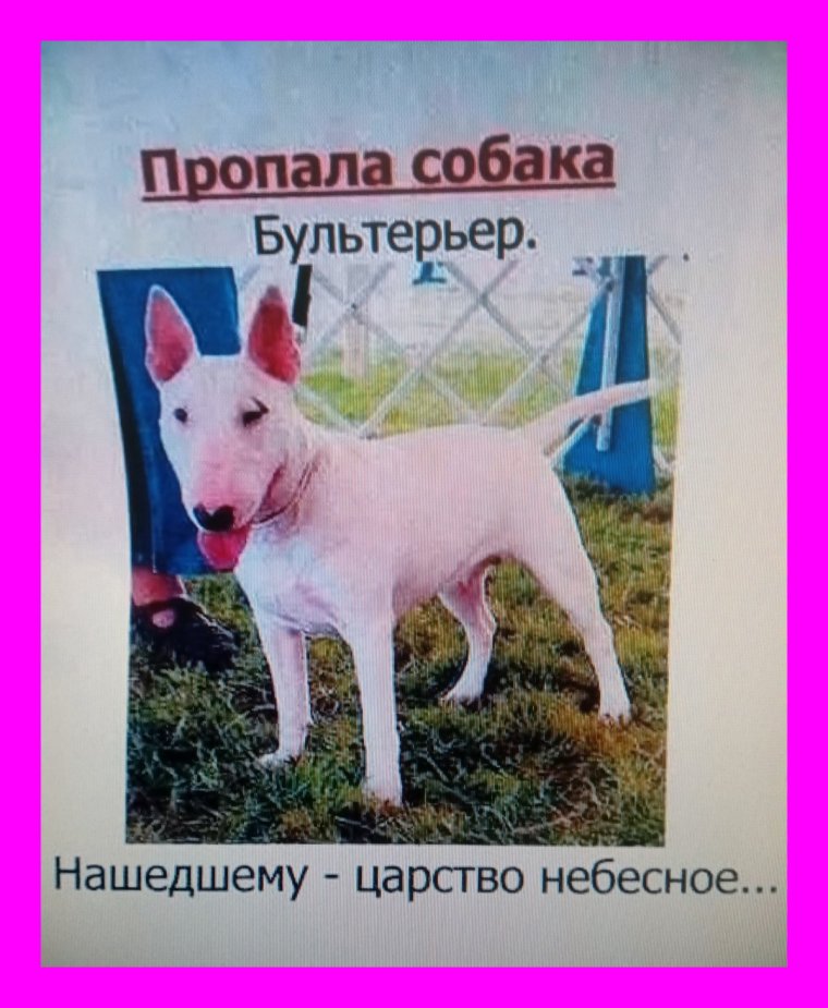 Объявление пропала собака смешные