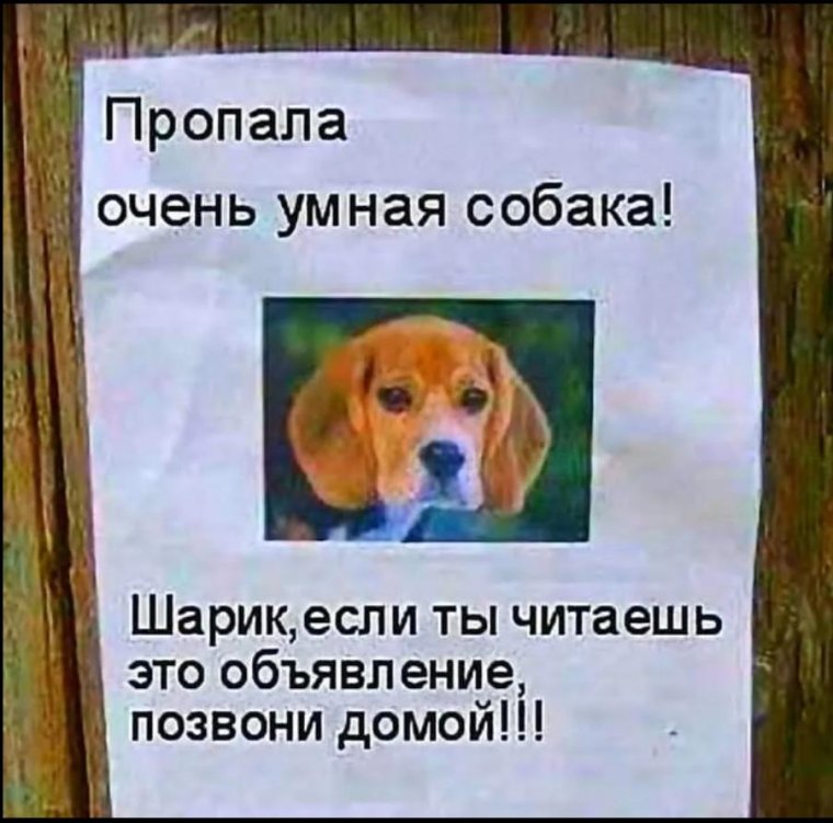 Очень умная собака