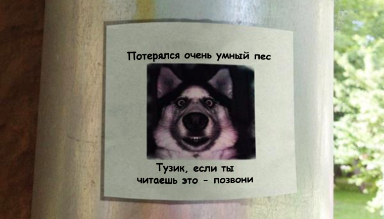 Прикольное объявление пропала собака