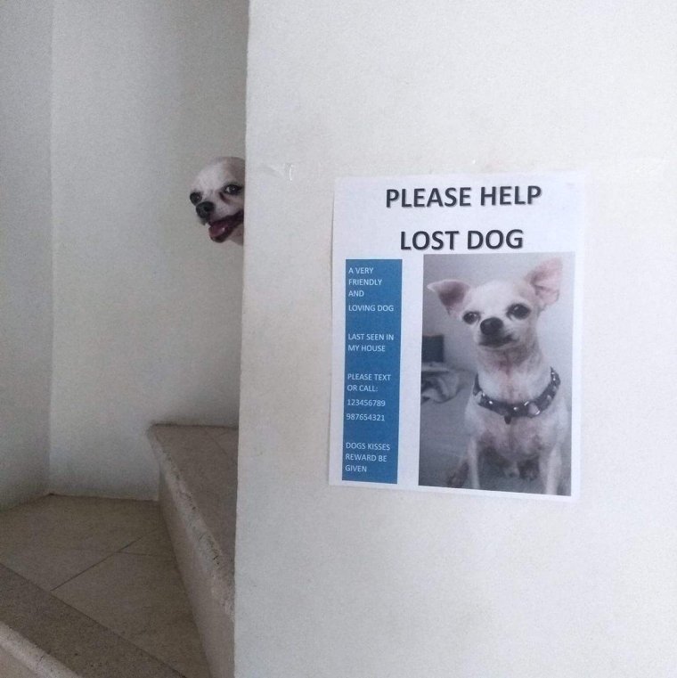 Потерялась собака в попе