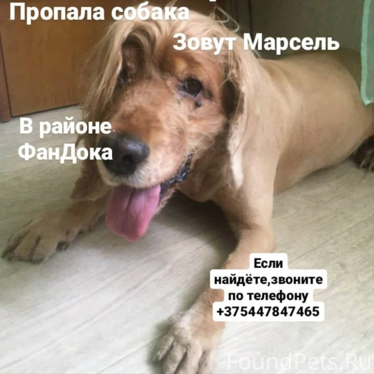 Мой хозяин идиот собаки