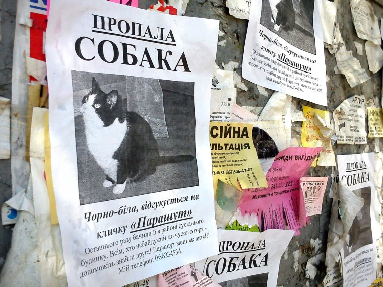 Объявление о пропаже