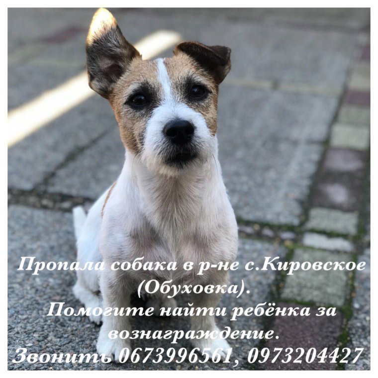 Картинка где пропала собака