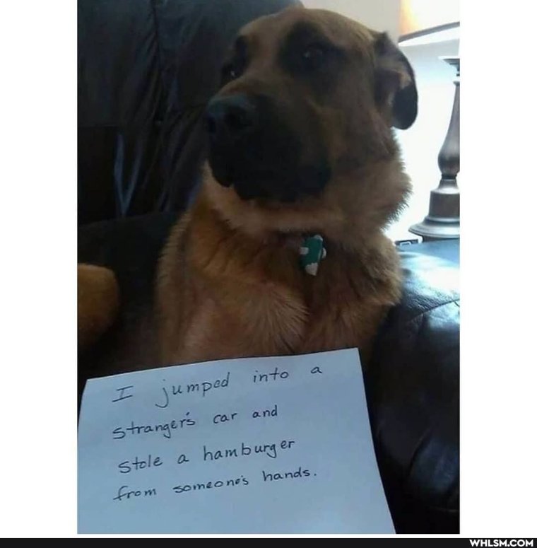 Первоапрельские приколы про собак