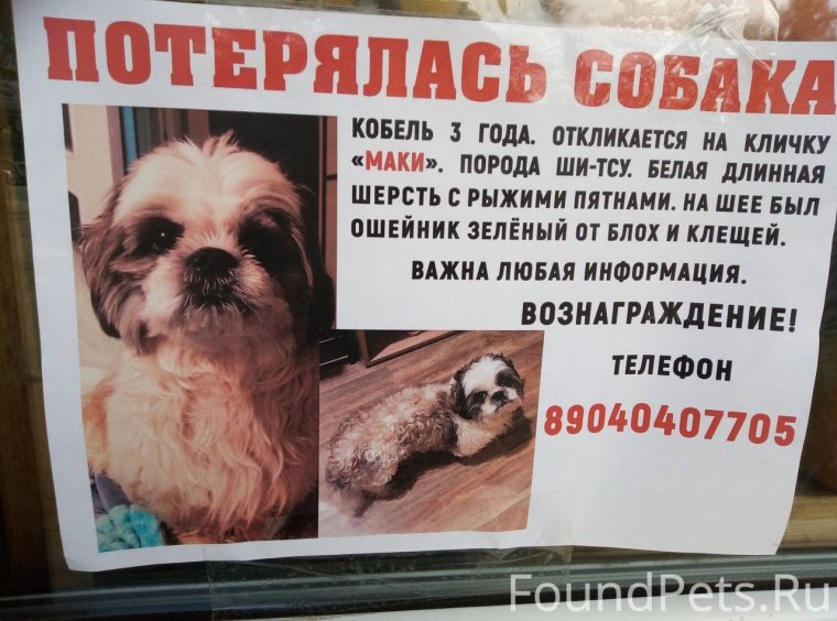 Потеряшки Ангарск собаки