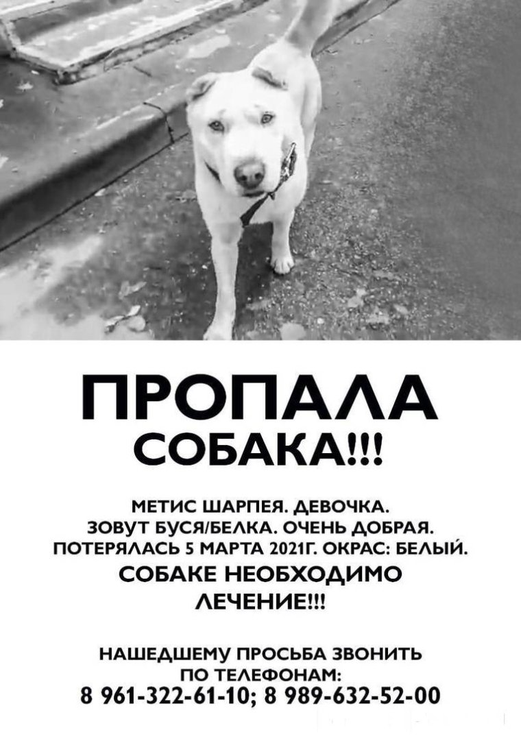 Пропала собака караоке