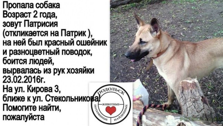 Потерялась собака Подольск