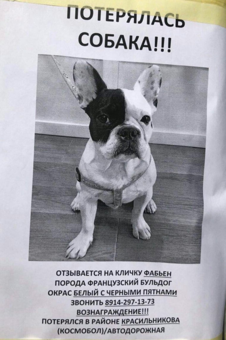 Потерялась собака объявления