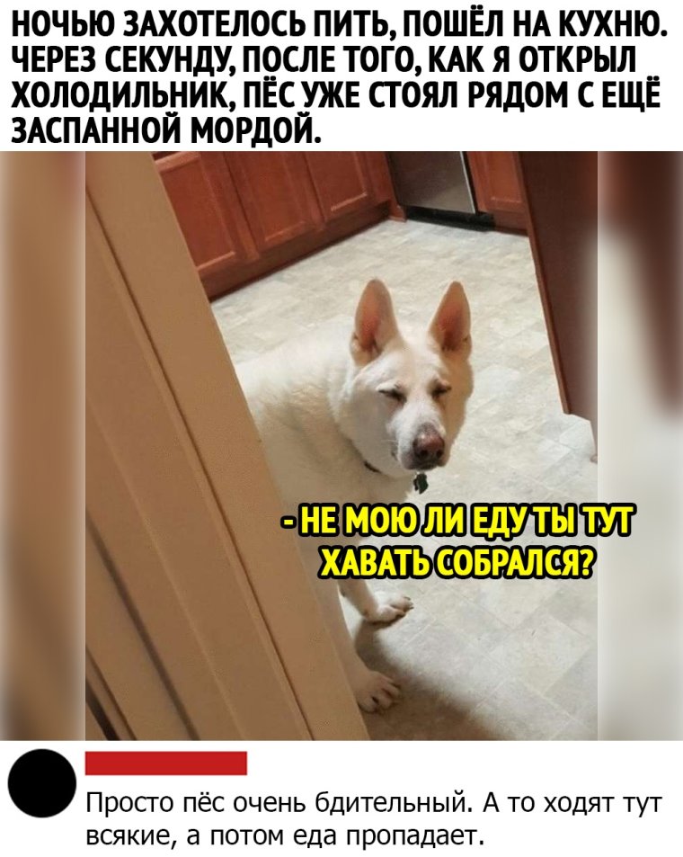 Собака мудрец