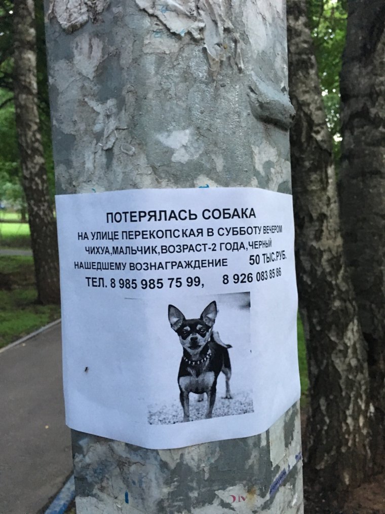 Собаки вот готовятся на вот этот на праздник