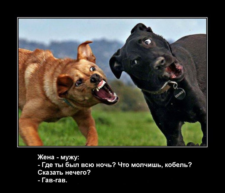 Потеря собаки объявления