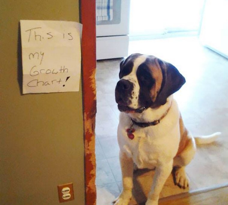 Собачки с надписями