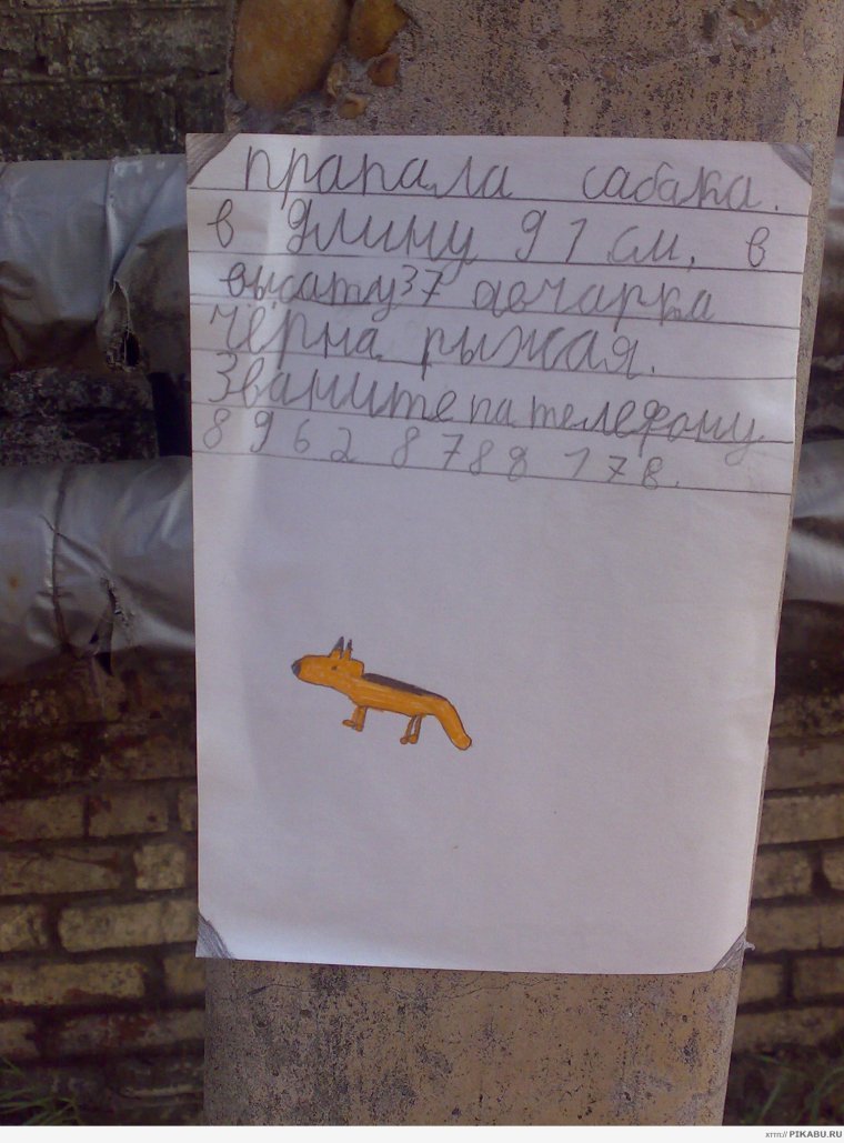 Прикольные объявления о пропаже животных
