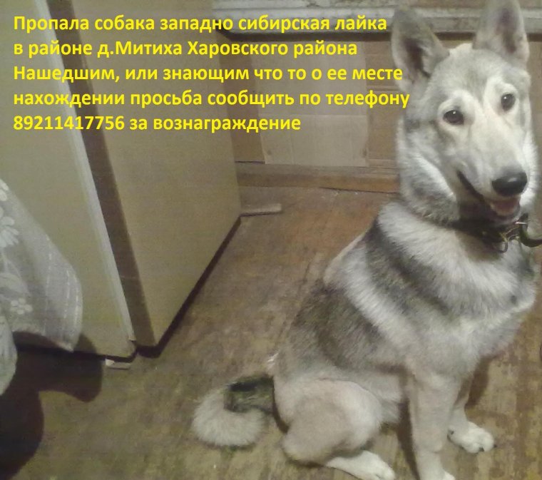 Пропала Западносибирская лайка