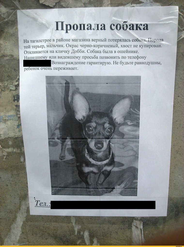 Потерялась собака объявления прикол