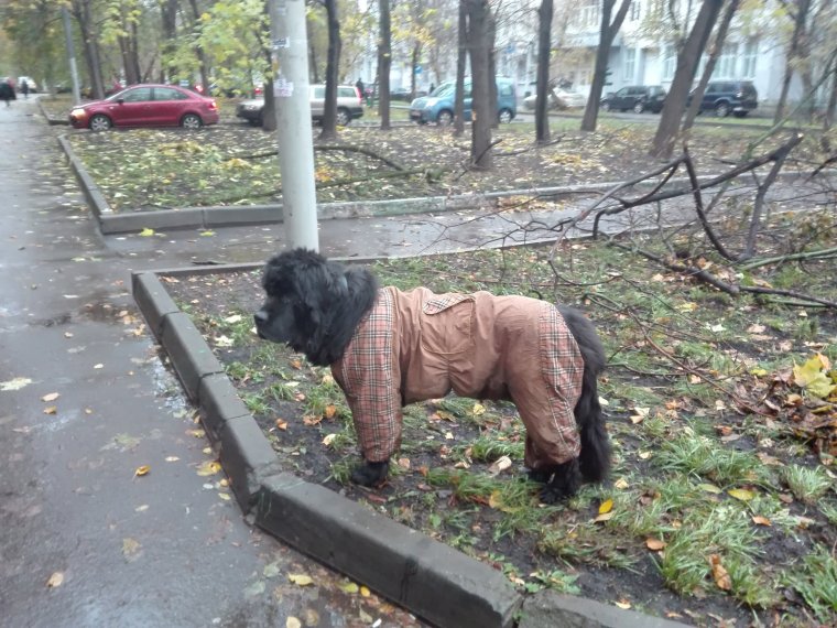 Потерялась собака юмор