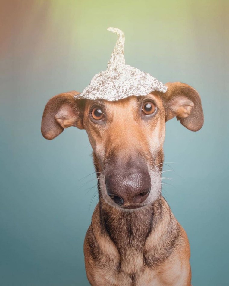 Пропала собака Нахабино Джек Рассел