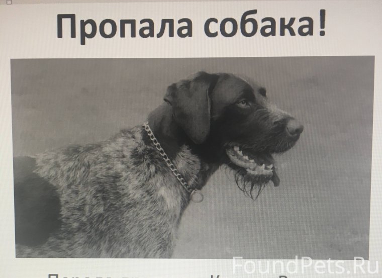 Экономическая порода собак