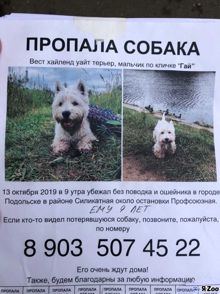 Прикольные собаки