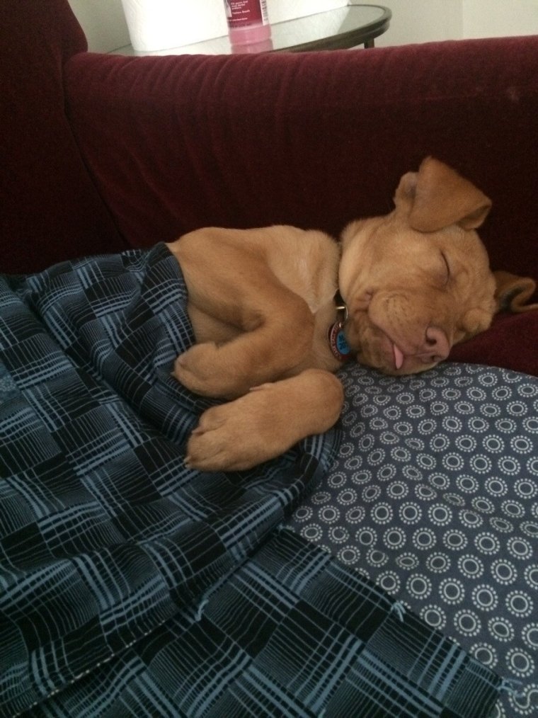 Завидуйте собаки