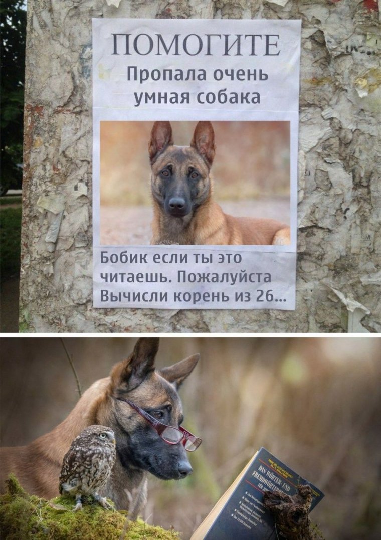 Пропала умная собака