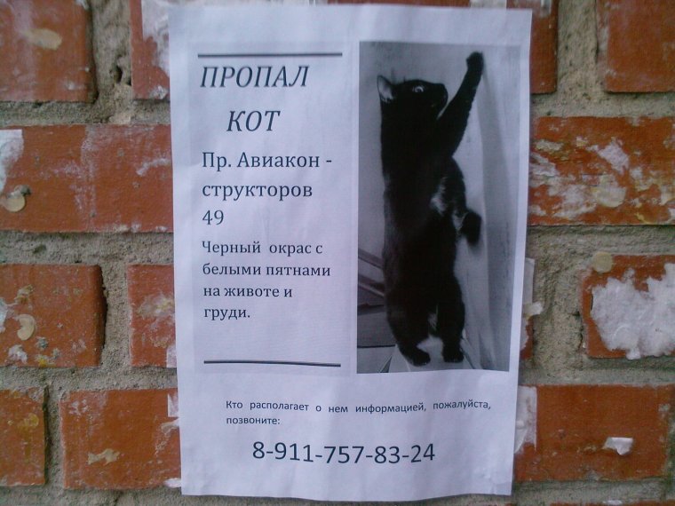 Потерялся кот демотиватор