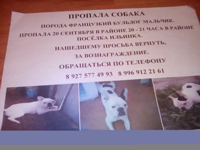 Объявление потерялся щенок нашедшему просьба