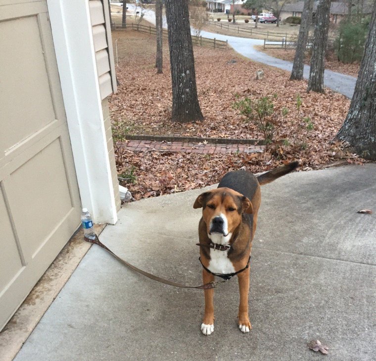 Смешные собаки с надписями