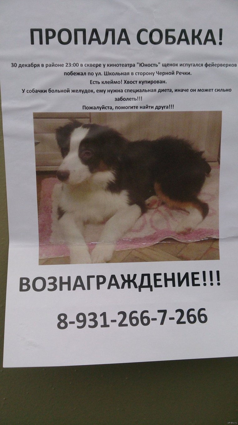 Объявление пропала собака